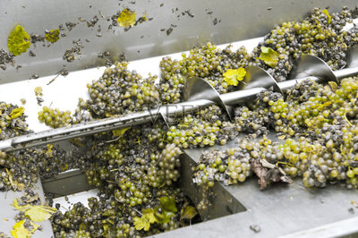 食品加工廠,葡萄酒,葡萄酒廠,葡萄,螺旋傳送機(jī)