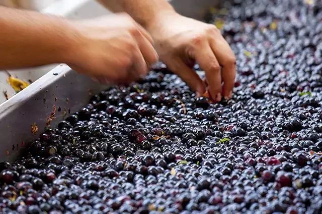 葡萄酒界的新寵 無(wú)醇葡萄酒